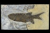 Permian Fossil Fish (Paramblypterus) - Germany #113317-1